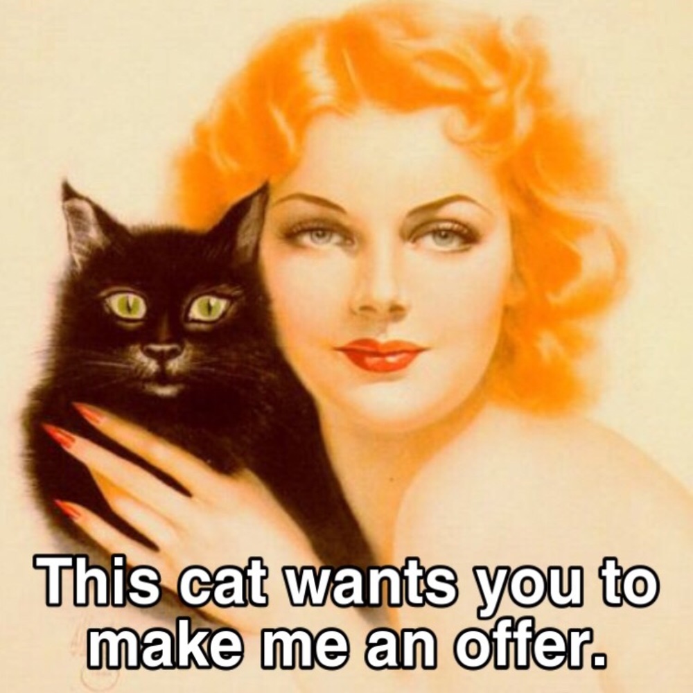 The Cat Knows I Will Counter With My Lowest 👌